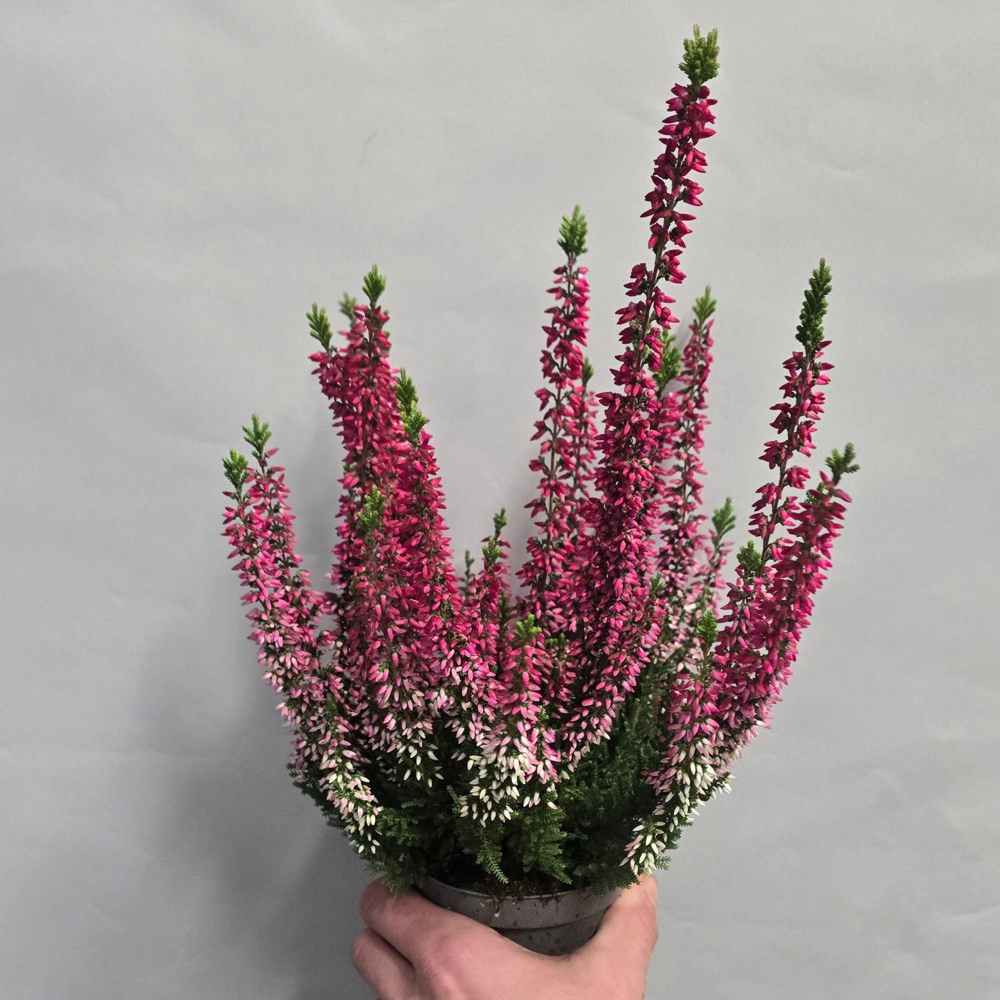 Calluna 'Beauty Lady Pink Heather'