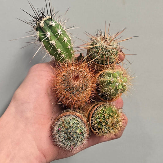 Cactus Bundle, Inc - 6 x Tiny Cacti