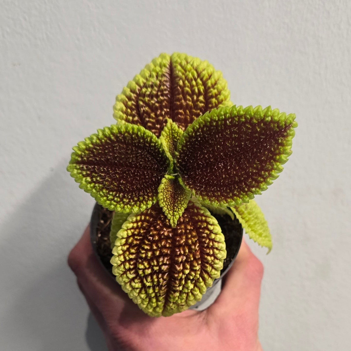 Mini/Small - Red Pilea Mollis - Moon Valley