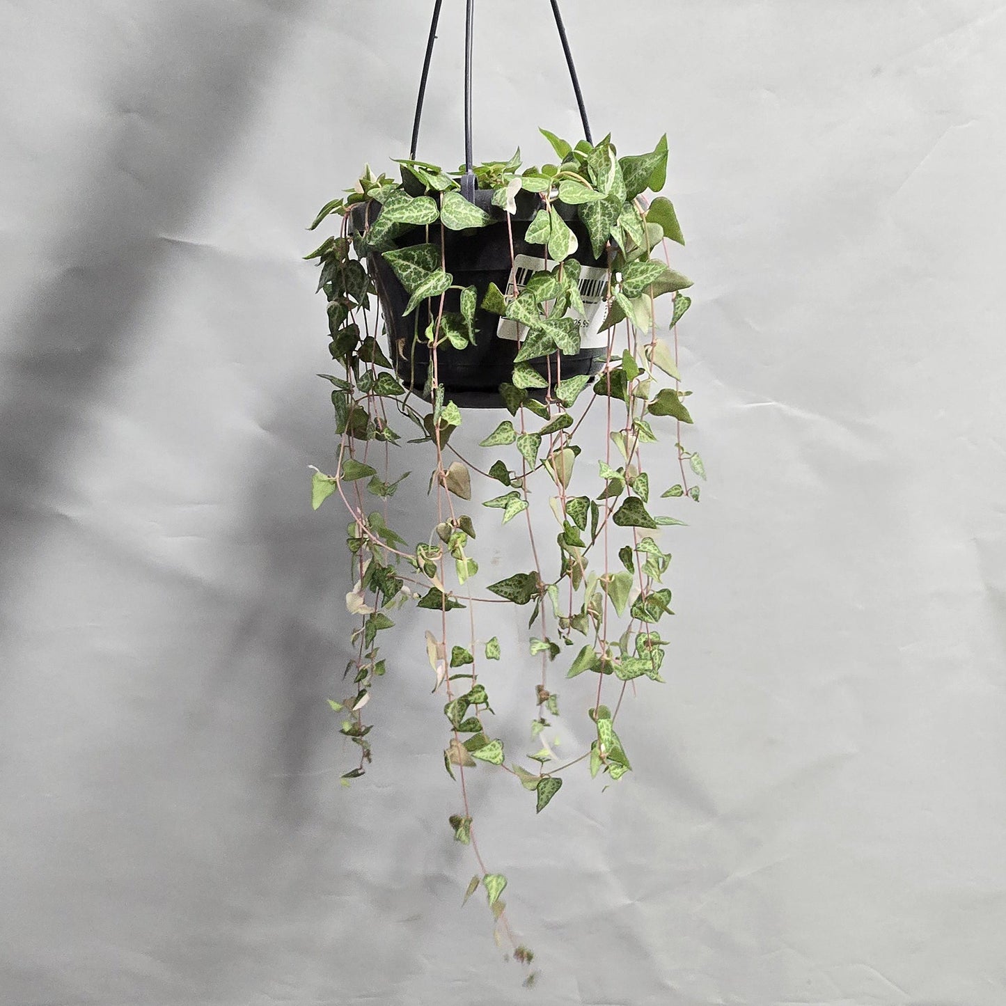 Hanging - Ceropegia linearis Luuk