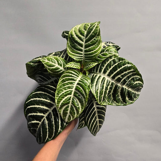 Zebra Plant - Aphelandra
