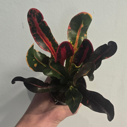 Mini Codiaeum Variegatum