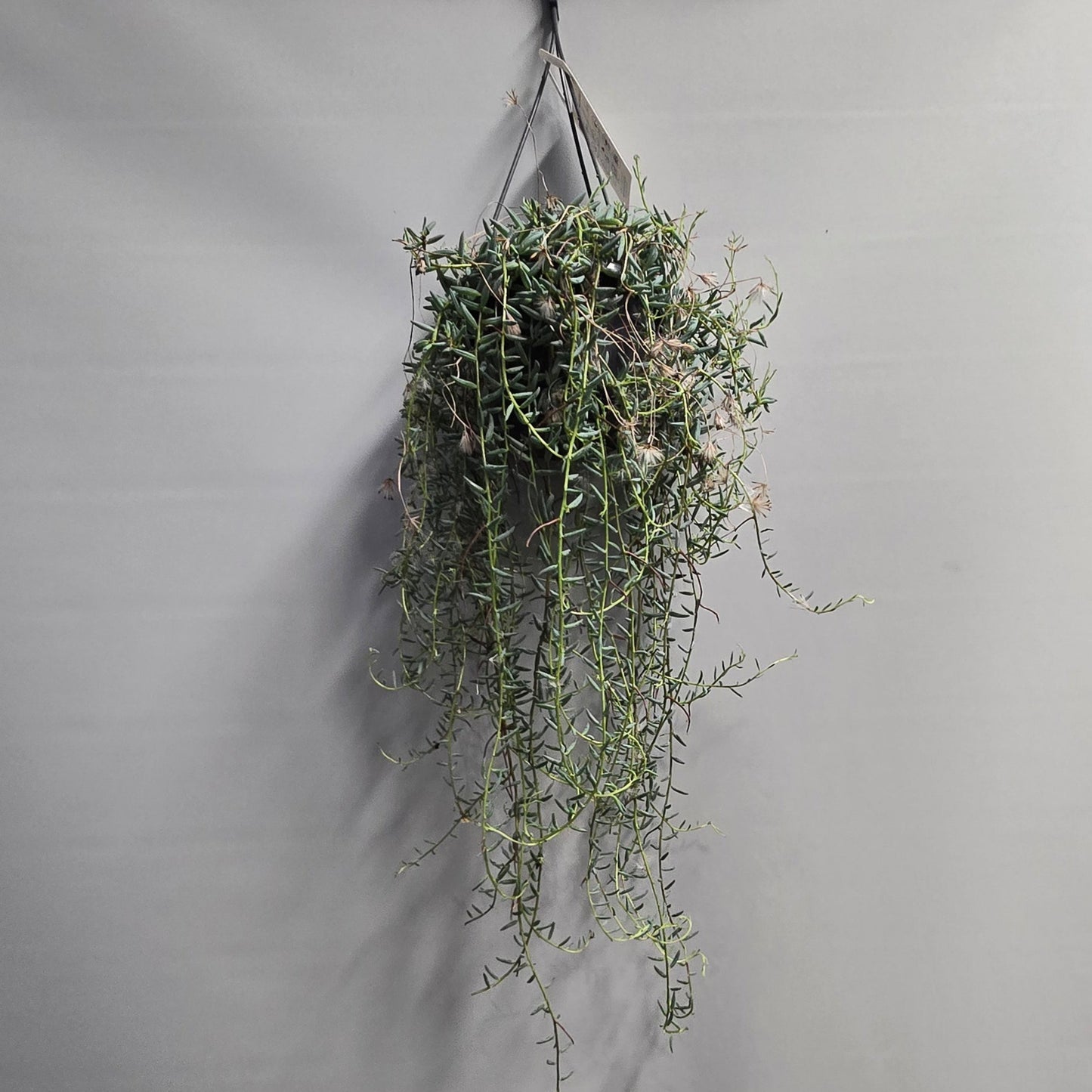 Hanging - String of Blue Beans