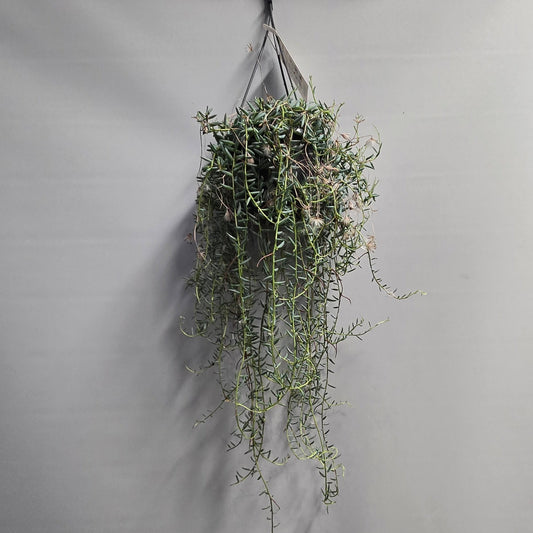 Hanging - String of Blue Beans