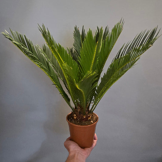 Cycas Revoluta - Sago Palm