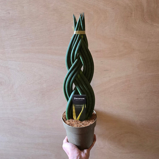Large Braided Sansevieria - Snake Plant