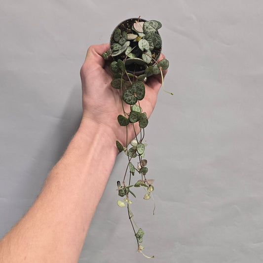 Mini - String of Hearts