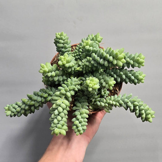 Sedum Burrito - Burro’s Tail