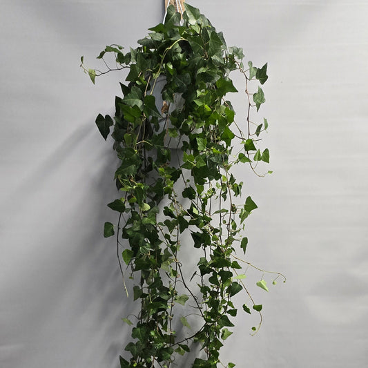 Hanging Xl Large - Hedera Anna Helix Ivy