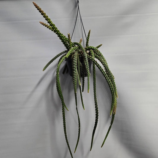 Hanging - Rat's Tail Cactus