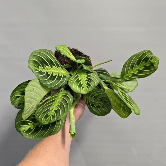 Maranta Leuconeura - Lemon Lime
