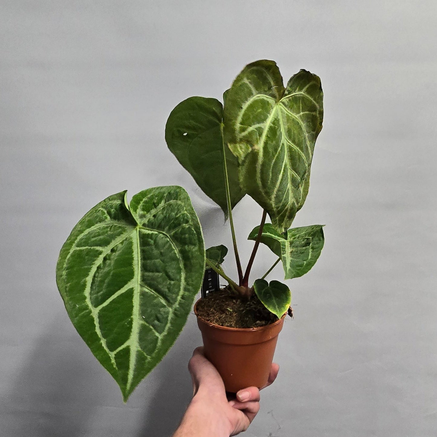 Anthurium Magnificum