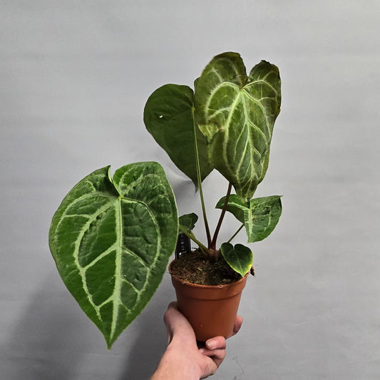 Anthurium Magnificum