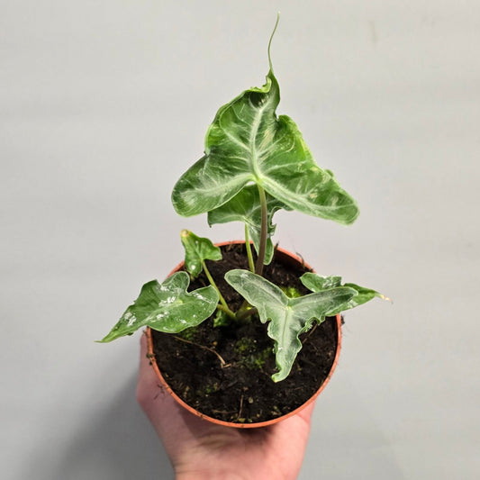 Alocasia Teletubbies