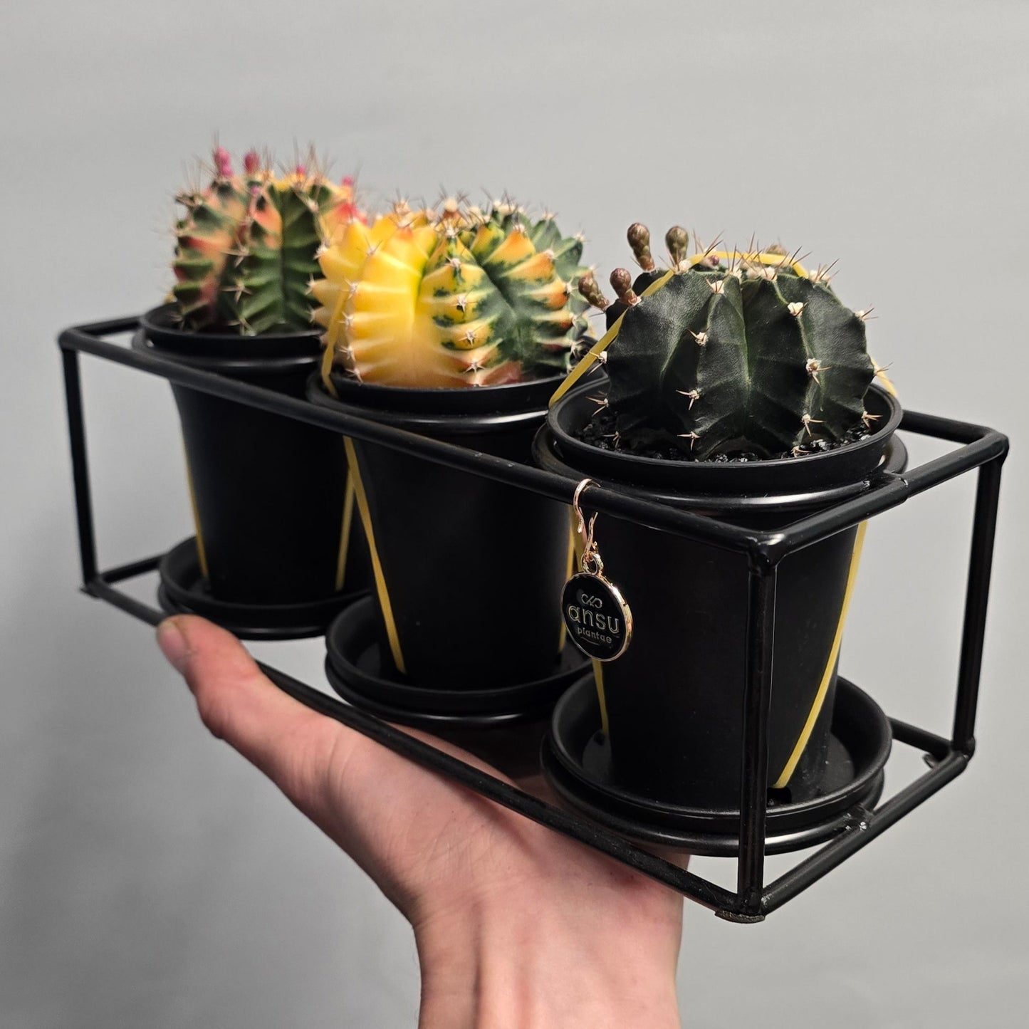 Gymnocalycum Mihanovichii Variegated Set of 3