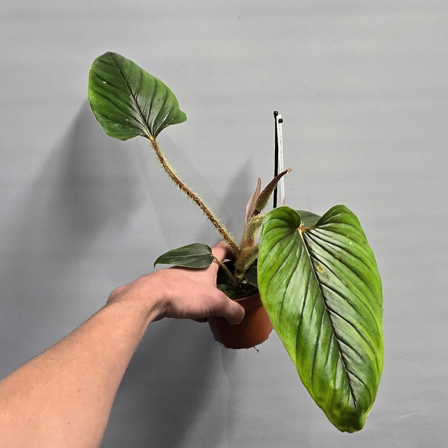 Philodendron Serpens