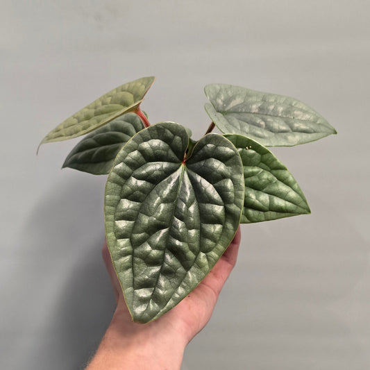 Anthurium Luxurians - Ultra Velvet