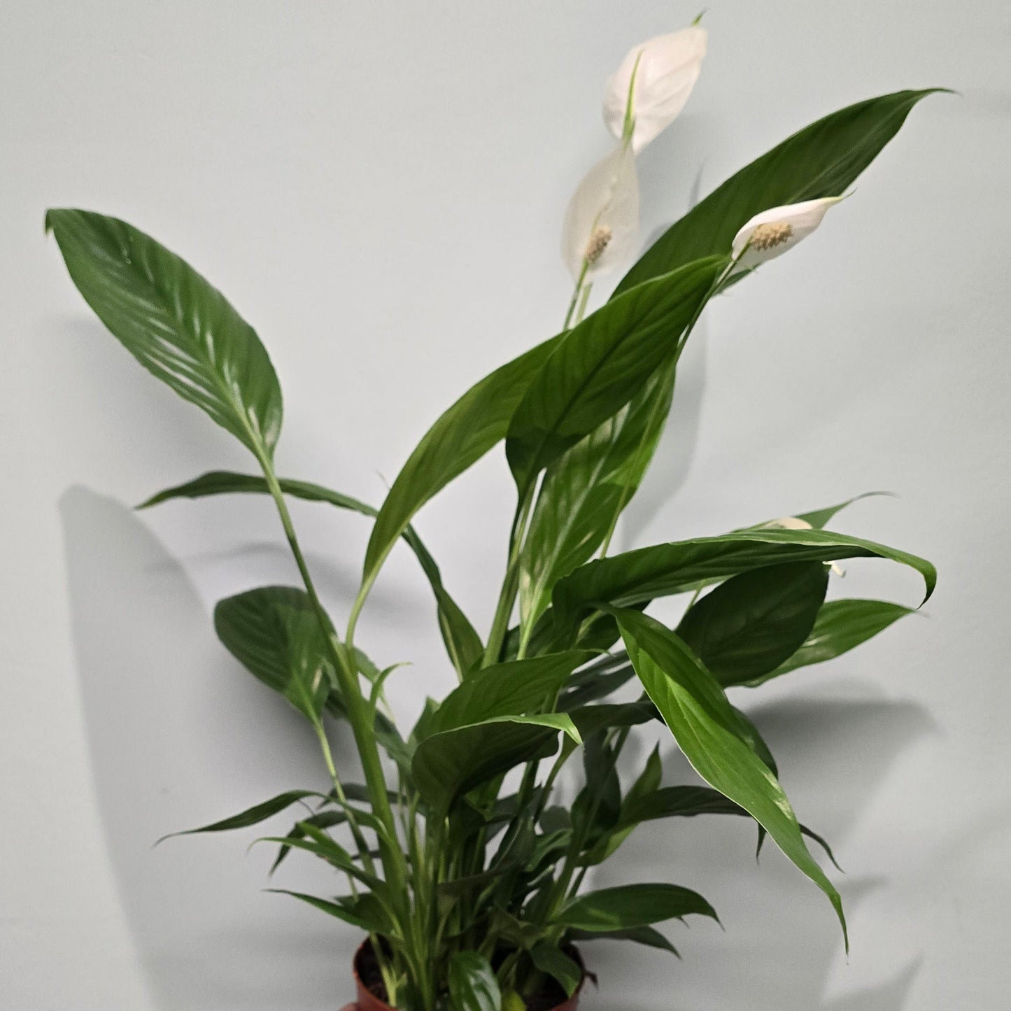 Peace Lilly - Spathiphyllum - 50cm