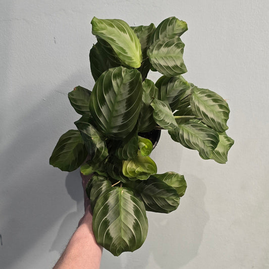 Maranta - Silver Band - Prayer Plant