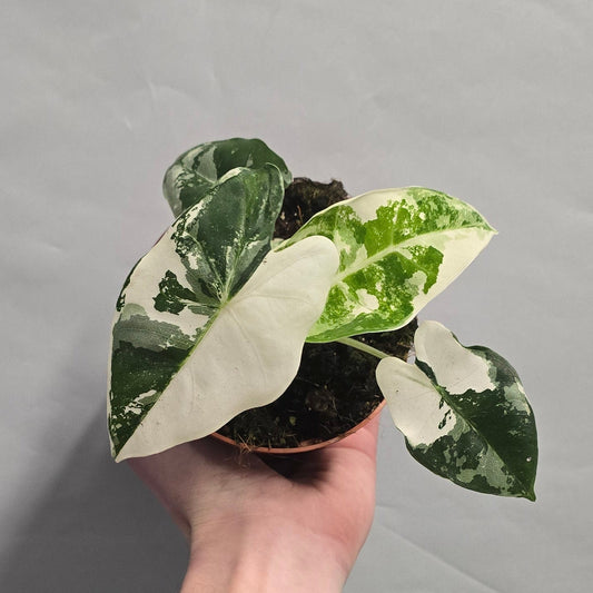 Alocasia Micholitziana Frydek