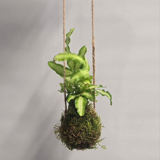 Kokedama Ferns