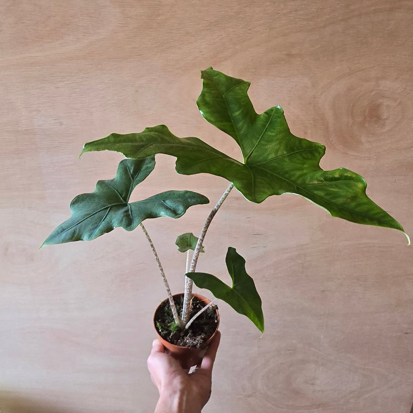 Alocasia Batwing