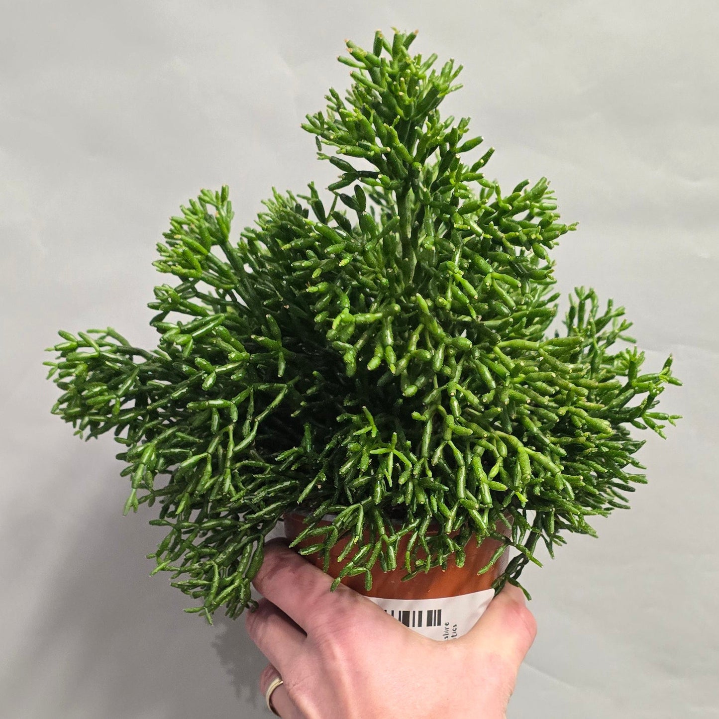 Rhipsalis Cactus - Mixed