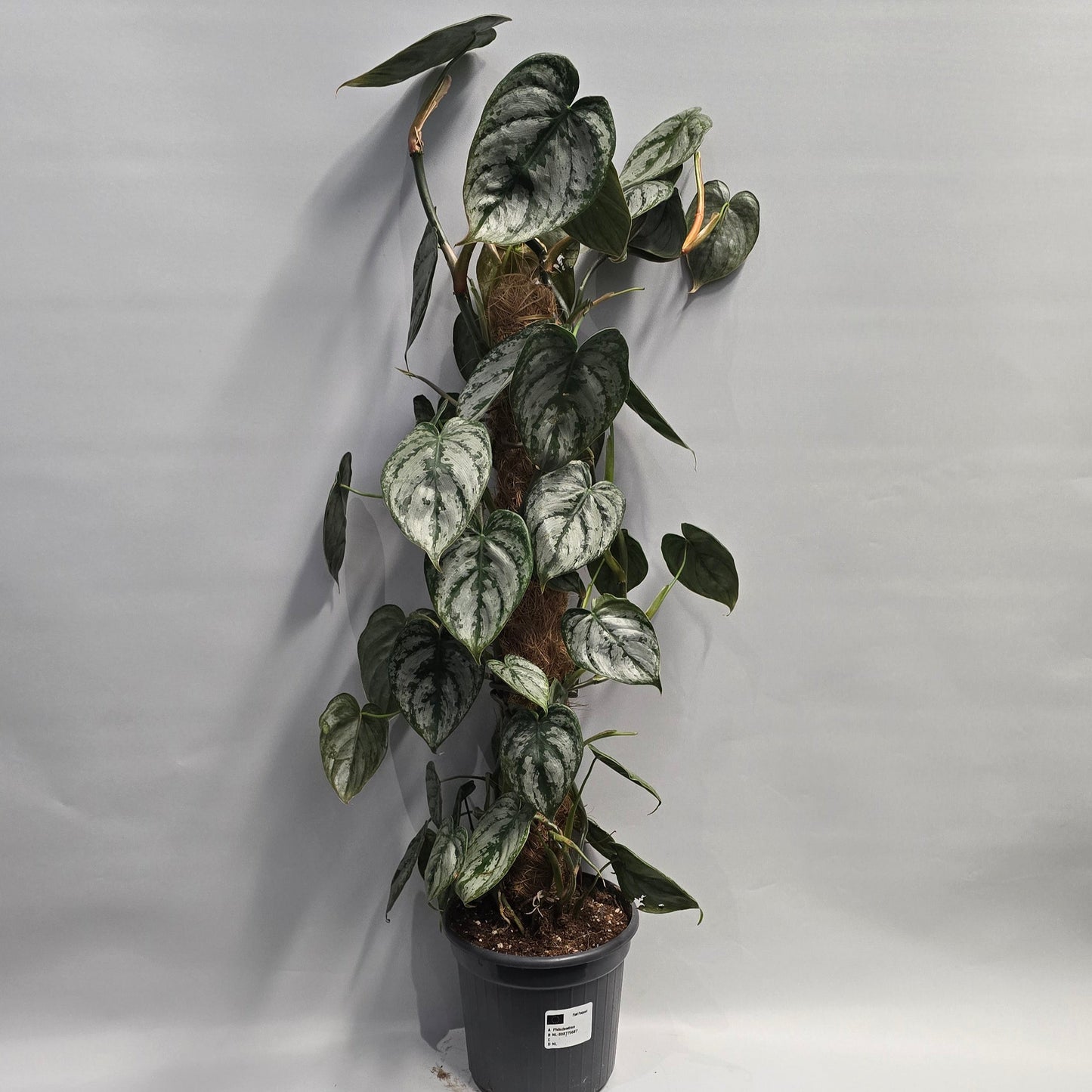 Philodendron Brandtianum - On Pole