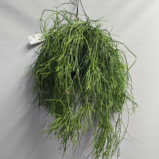 Hanging - Rhipsalis Baccifera