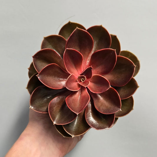 Echeveria - Red Ruby