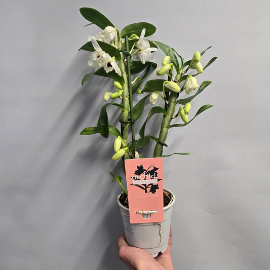 Dendrobium Nobile Orchids - Double Stem