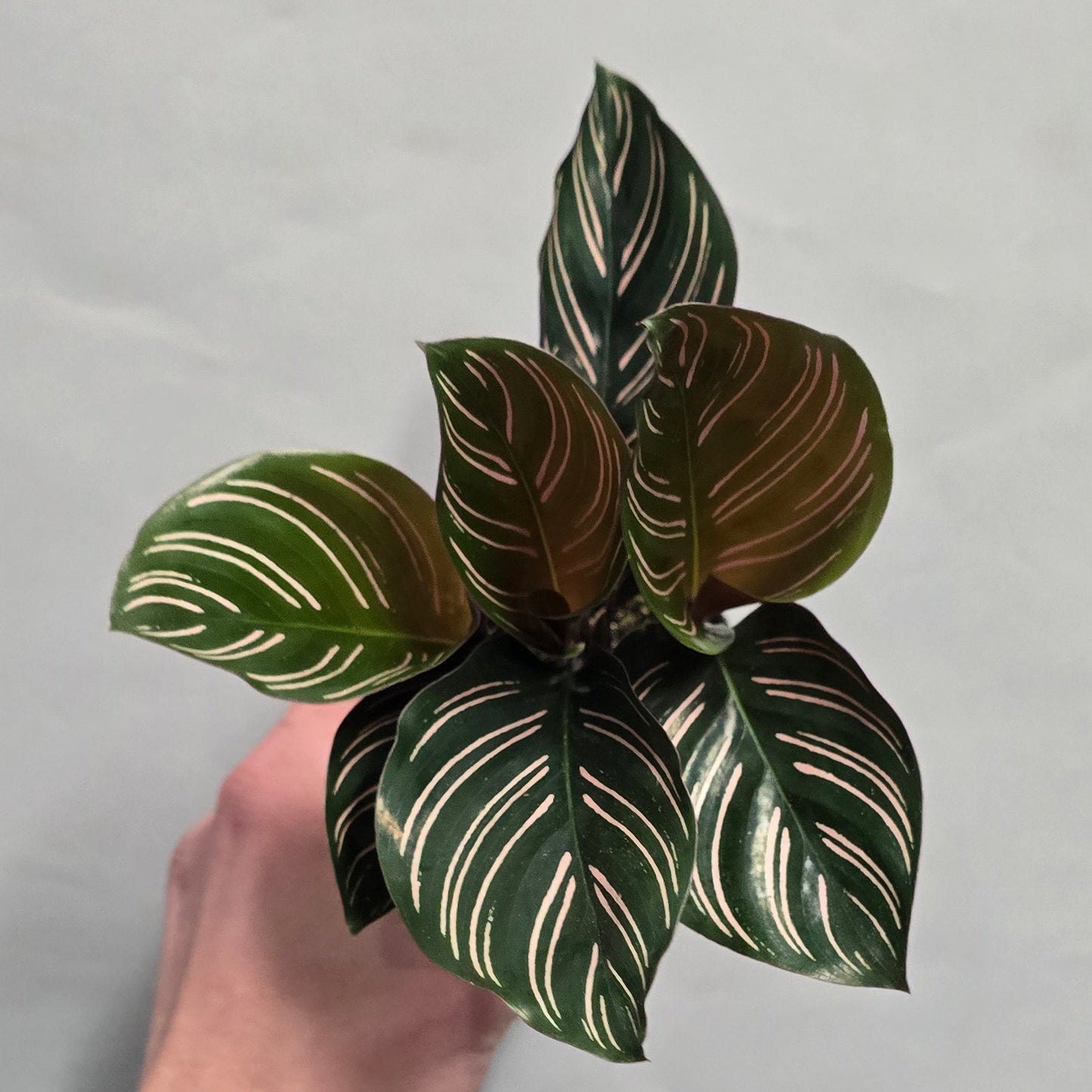 Mini - Calathea Ornata Pinstipe