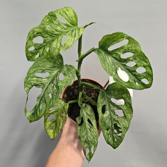 Monstera Monkey Mask - Mint