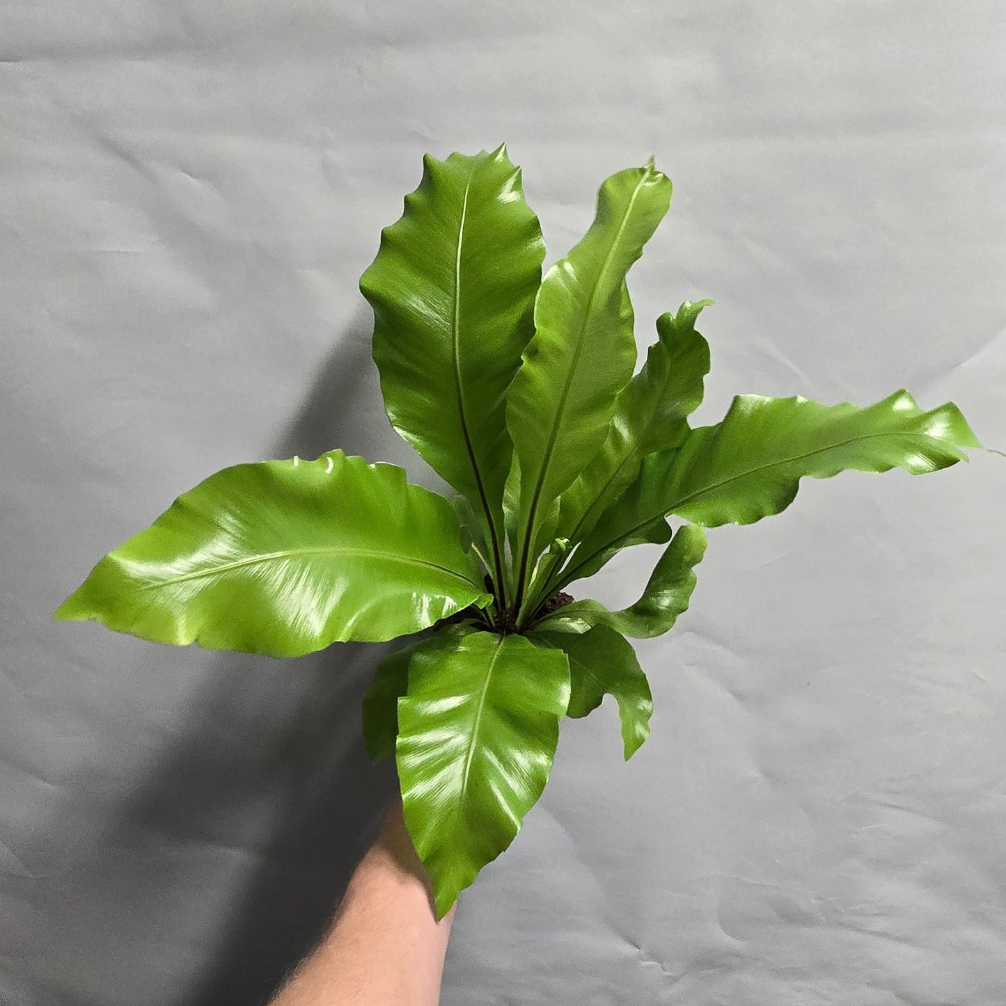 Asplenium Nidus - Birds Nest Fern 12cm Pot