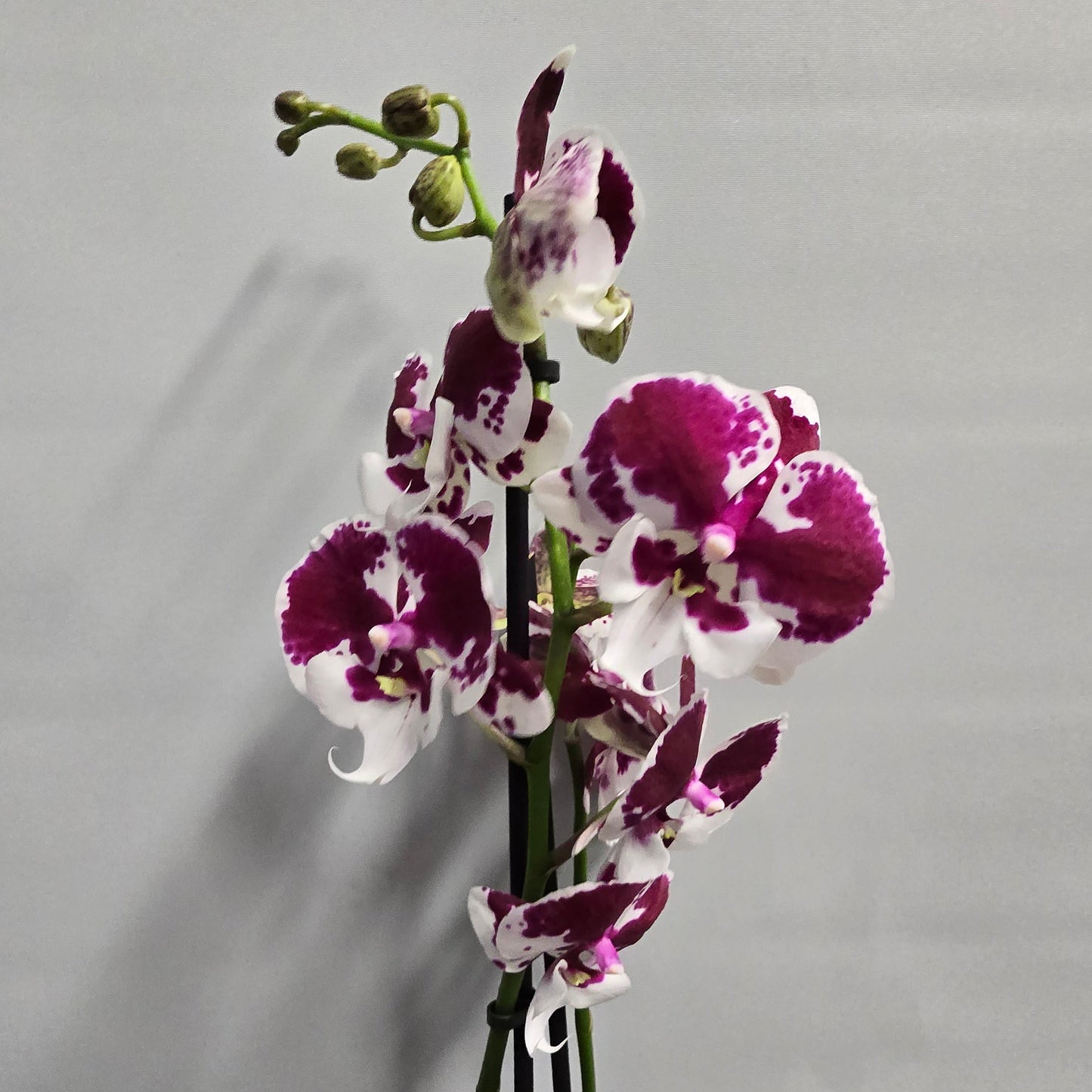 Phalaenopsis Promiss Orchids - Double Stems