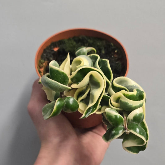 (Auction) Hoya Compacta Variegated