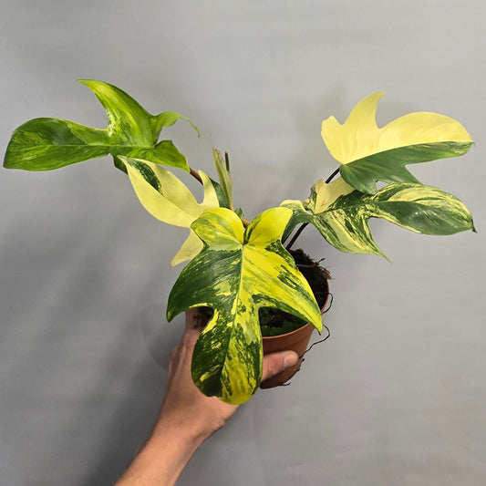 Philodendron Florida Beauty