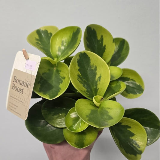 peperomia obtusifolia - Variegated