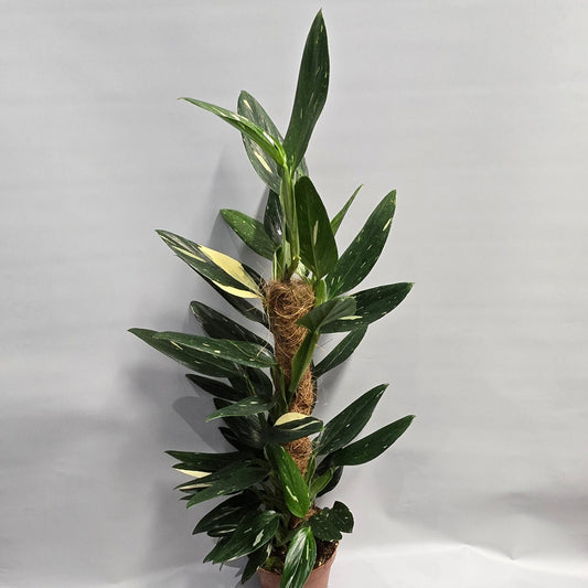 Monstera - Standleyana Variegata