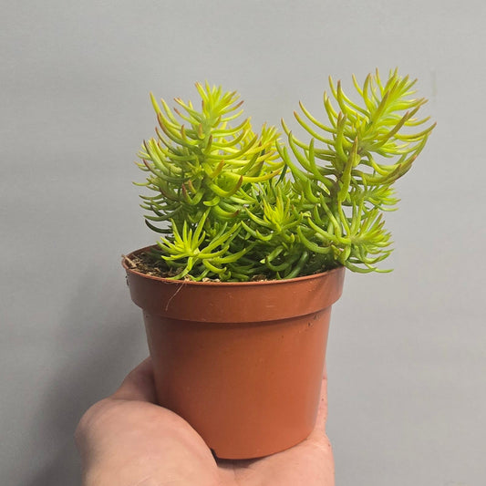 Sedum - Stonecrop Sexangulare
