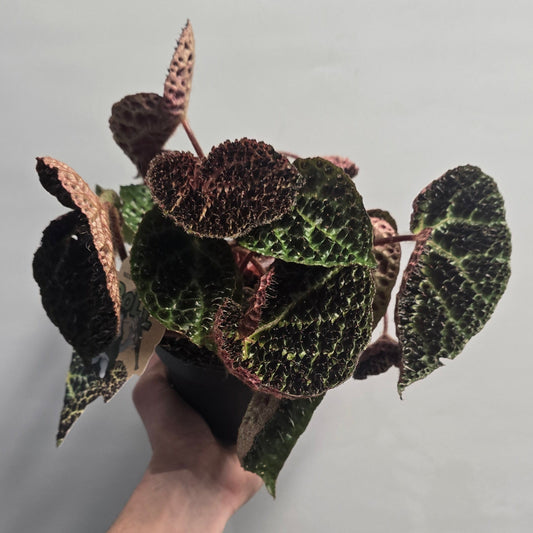 Begonia Ferox