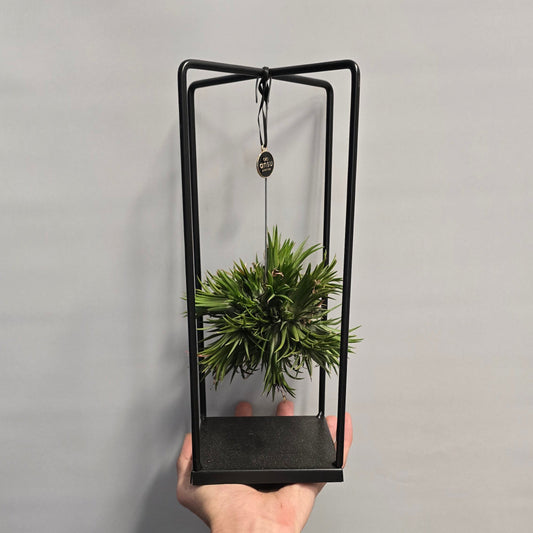Tillandsia In Cube Stand