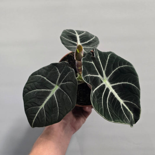 Alocasia black velvet