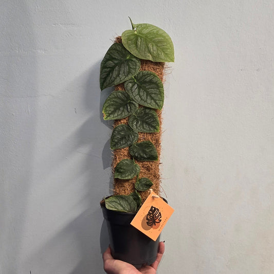 Monstera Dubia