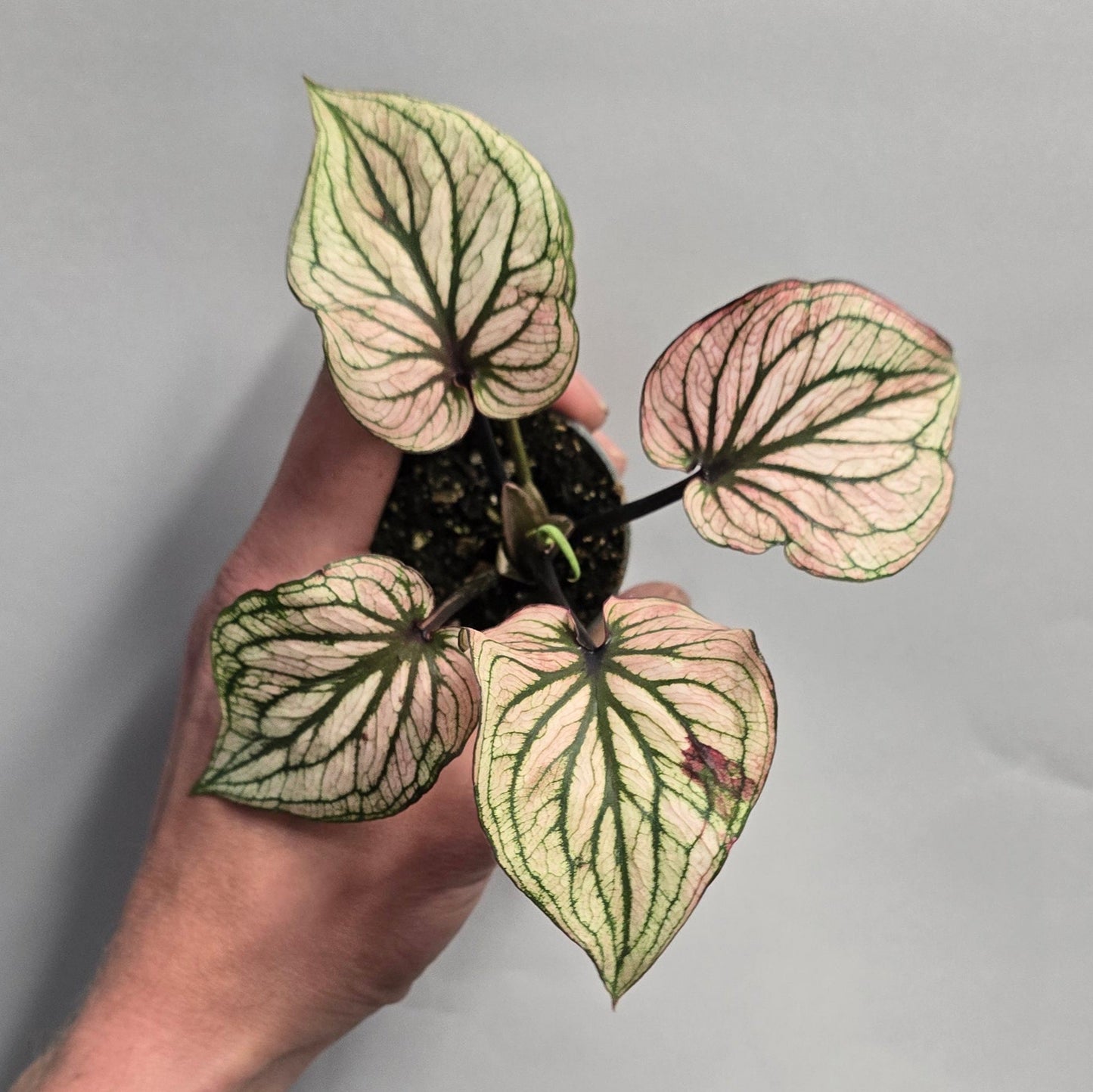 Mini Caladiums - Mixed Options