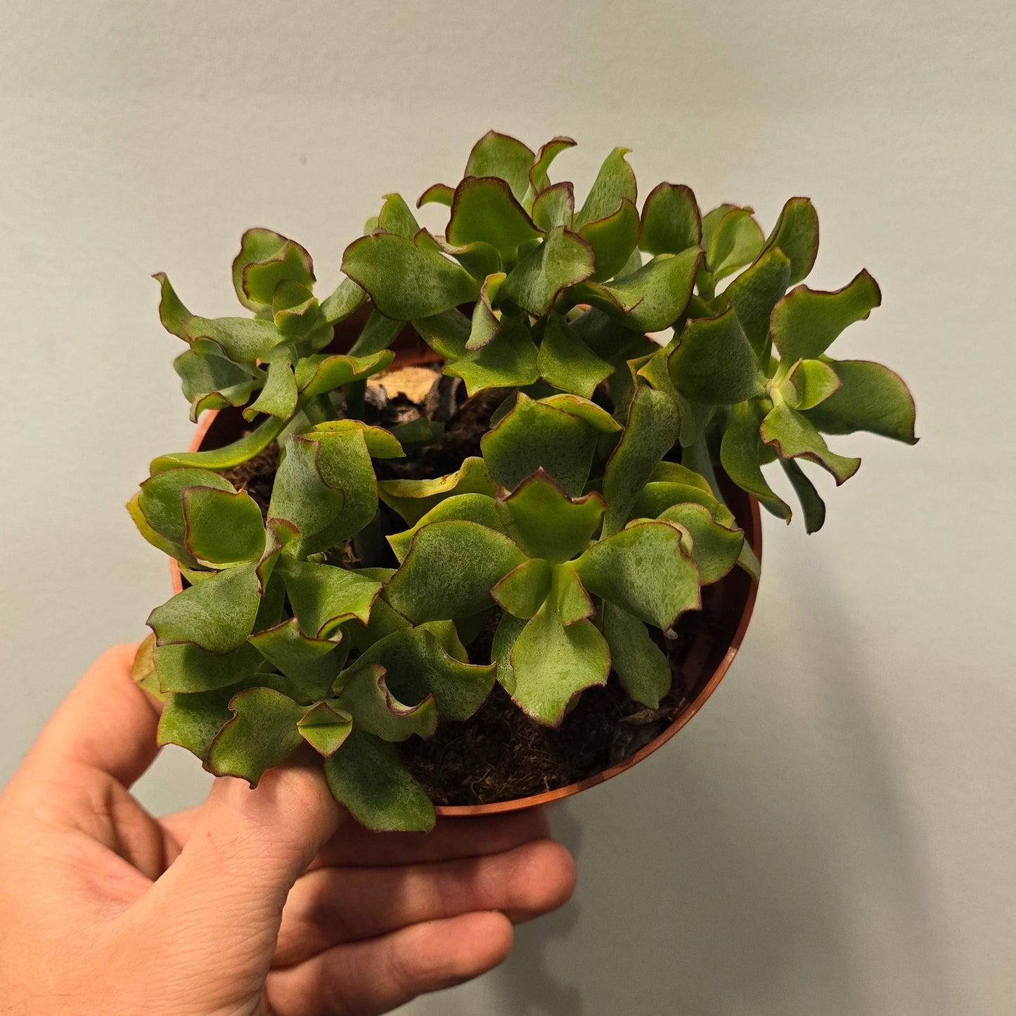 Curly Green - (Crassula)