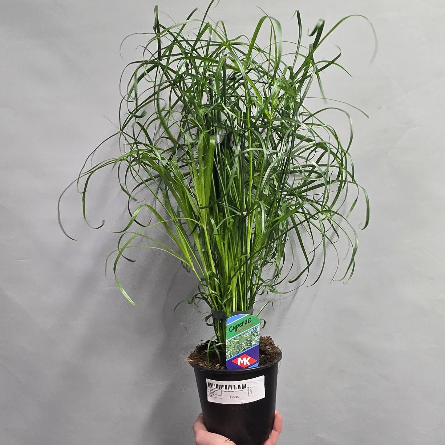 Cyperus Alternifolius - Umbrella Palm