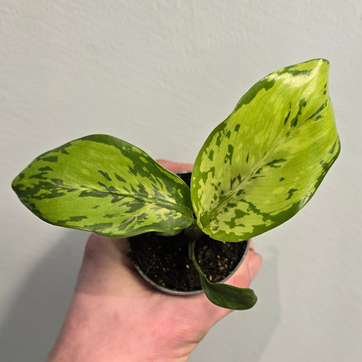 Mini Dieffenbachia Crocodile
