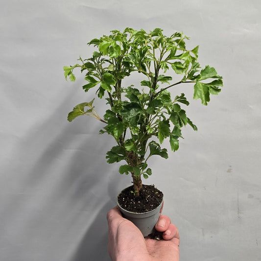 Mini - Polyscias Aralia Mix
