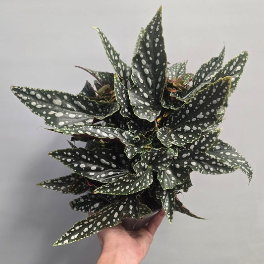 Begonia Maculata Spotlight Green
